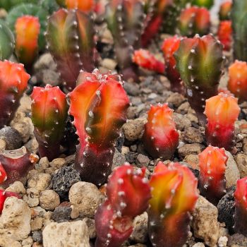 Astrophytum myriostigma kikko koho